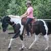 tinhorse39